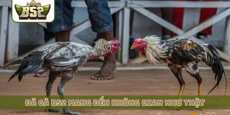 Đá gà B52 mang đến không gian trải nghiệm như thật