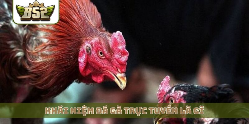 Khái niệm đá gà trực tuyến là gì